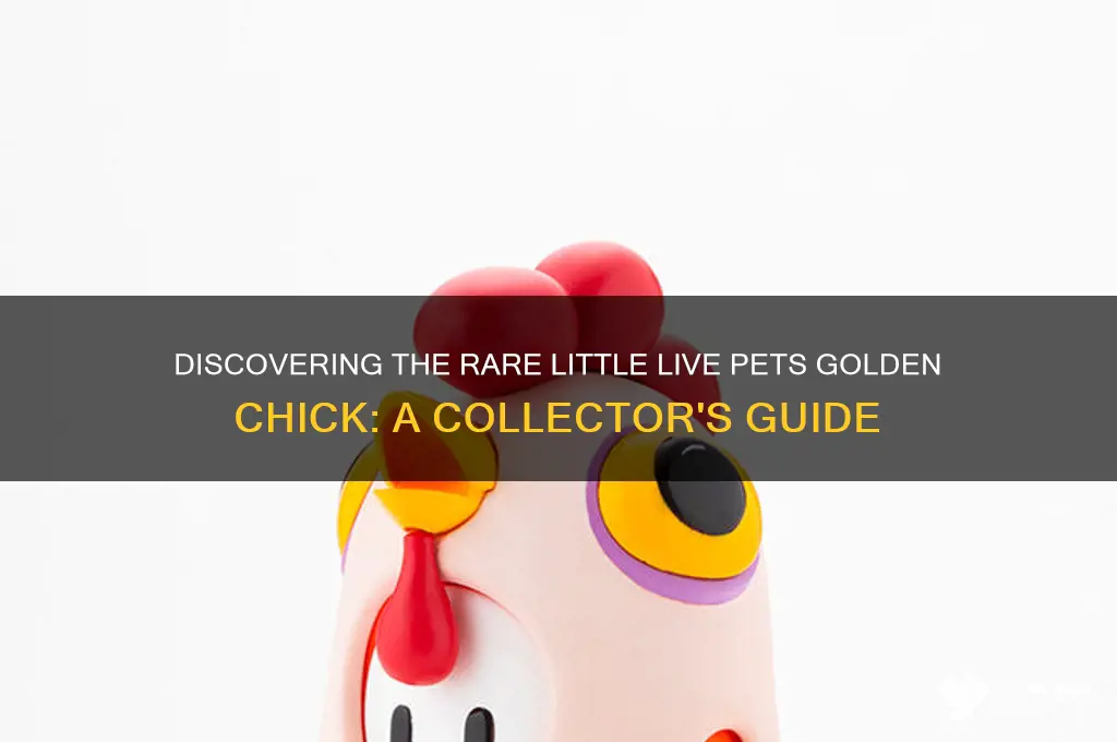 how to find little live pets golden chick