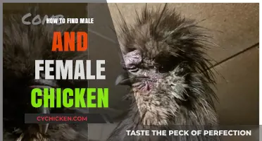 Identifying Male and Female Chickens: A Beginner's Guide to Sexing Poultry