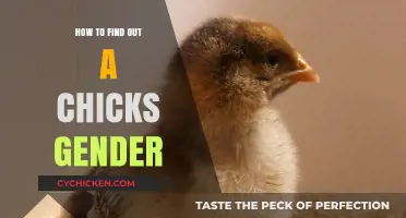Identifying Chick Gender: Simple Techniques for Accurate Determination