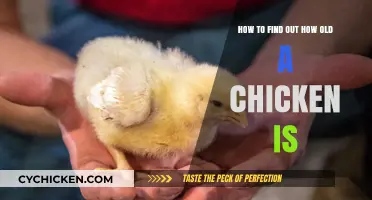 Discovering a Chicken's Age: Tips and Tricks