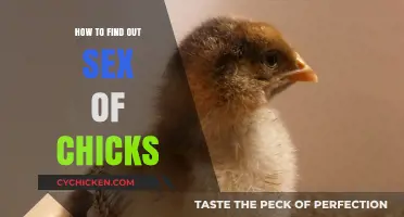 Identifying Chick Gender: Simple Techniques to Determine Sex of Chicks
