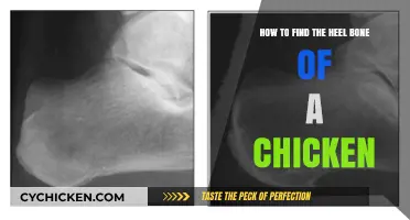 Locating the Chicken Heel Bone: A Quick Guide