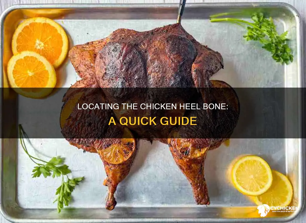how to find the heel bone of a chicken