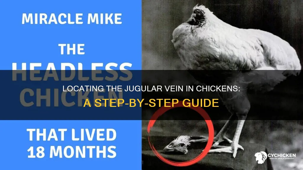 how to find the jugular vein on a chicken