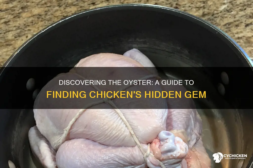 how to find the oyster of a chicken