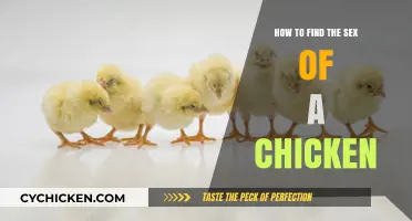 Identifying Chicken Gender: Simple Methods to Determine Your Flock's Sex