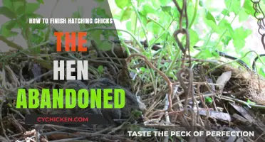 Saving Abandoned Chicks: A Guide to Successful Hatching Without a Hen