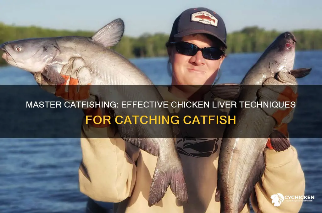 how to fish for catfish with chicken liver