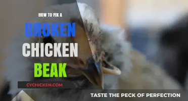 Healing Your Hen: Effective Ways to Repair a Broken Chicken Beak