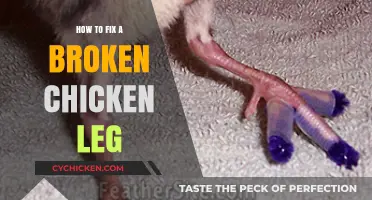 Quick Guide to Healing and Caring for a Broken Chicken Leg