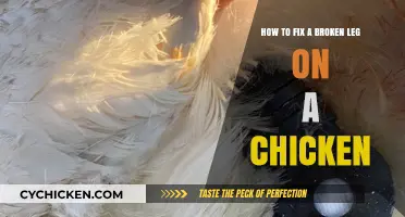 Healing a Chicken's Broken Leg: A Step-by-Step Guide