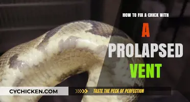 Treating a Prolapsed Vent in Your Chick