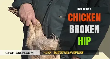 Healing Your Hen: Effective Steps to Repair a Chicken's Broken Hip