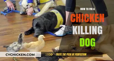 Training Your Dog to Stop Killing Chickens: Effective Solutions and Tips