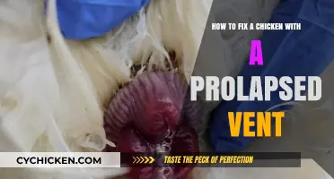 Treating a Prolapsed Vent in Your Chicken