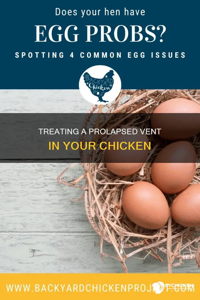 how to fix a chicken with a prolapsed vent