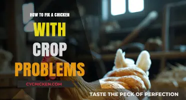 Effective Solutions for Treating and Preventing Chicken Crop Issues