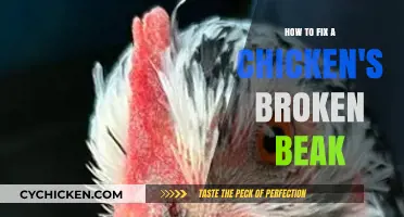 Healing Your Hen: A Guide to Repairing a Chicken's Broken Beak