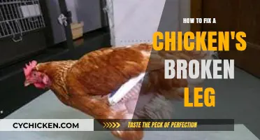 Healing Your Hen: A Guide to Mending a Chicken's Broken Leg