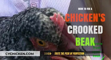 Correcting Crooked Beaks: A Step-by-Step Guide for Chicken Care