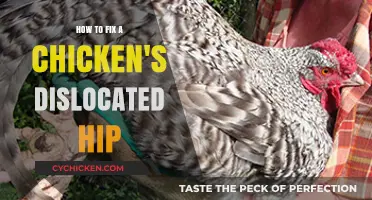 Healing Your Hen: A Guide to Fixing a Dislocated Chicken Hip