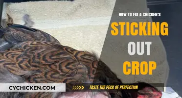 Treating a Chicken's Protruding Crop: A Quick Guide
