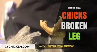 Healing a Chick's Broken Leg: A Step-by-Step Care Guide