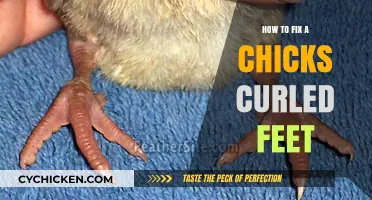 Fixing Curled Feet in Chicks: A Step-by-Step Guide to Healthy Growth