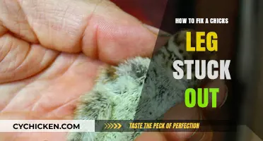 Quick Fix for a Chick's Leg Stuck Out: Gentle Solutions