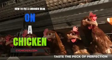 Correcting a Chicken's Crooked Beak: A Step-by-Step Guide