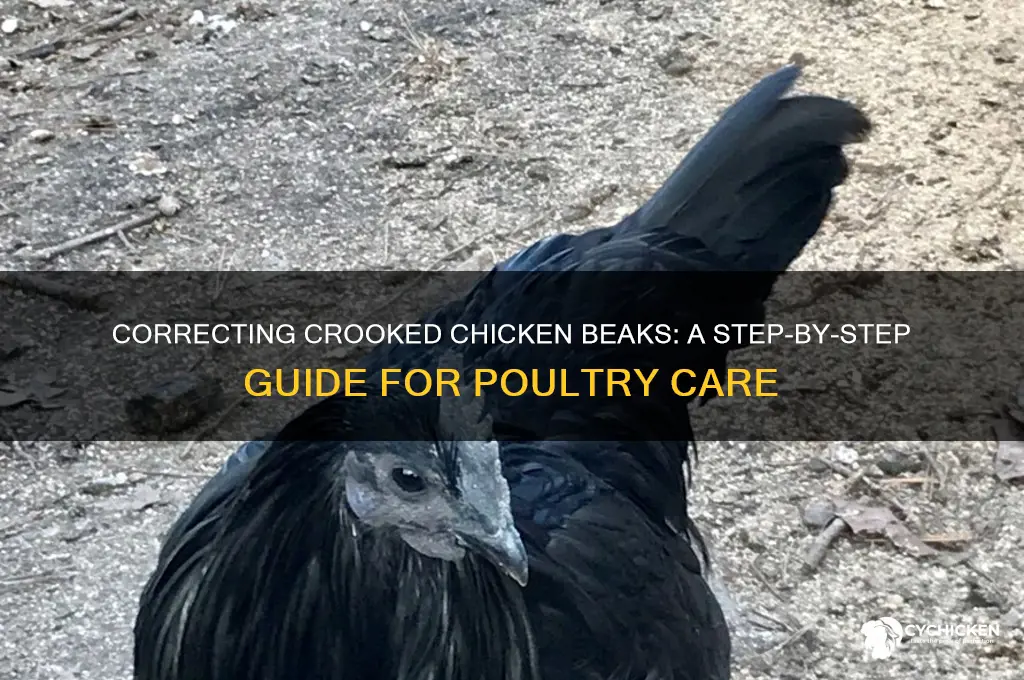 how to fix a crooked chicken beak