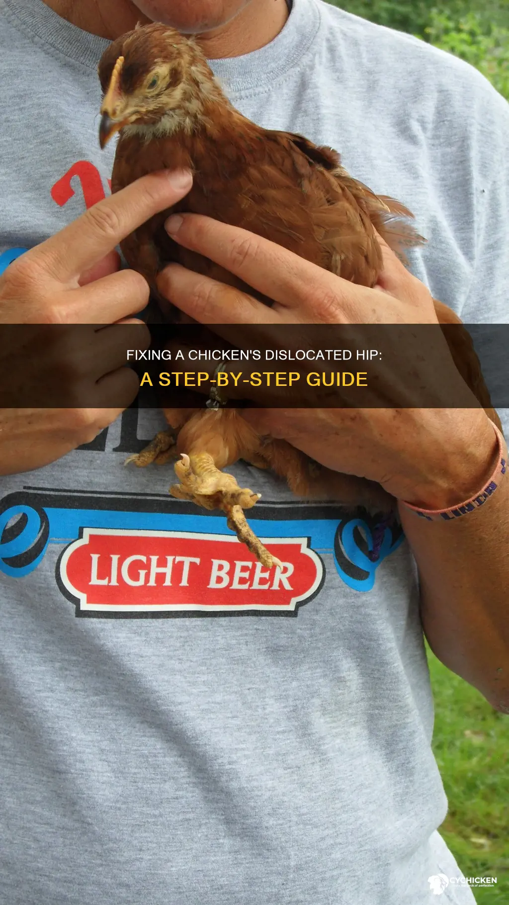 how to fix a dislocated hip in a chicken