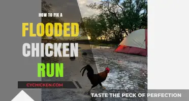 Quick Fixes for a Flooded Chicken Run: Expert Tips and Solutions
