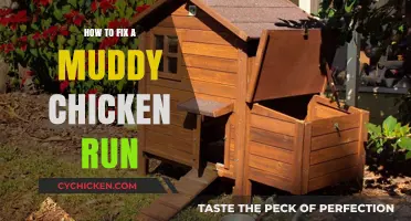Quick Fixes for a Muddy Chicken Run: Simple Solutions for Happy Hens