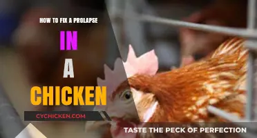 Effective Methods to Treat and Prevent Prolapse in Chickens