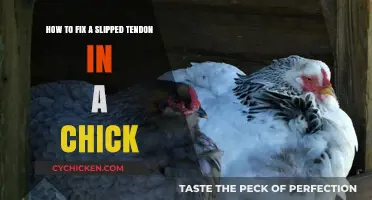 Fixing a Chick's Slipped Tendon: A Quick Guide