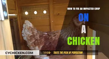 Treating an Impacted Crop in Chickens: Quick Guide