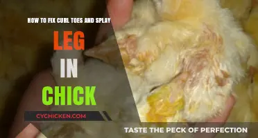 Correcting Chick Toes and Legs: A Guide