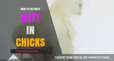 Effective Remedies for Treating Pasty Butt in Baby Chicks