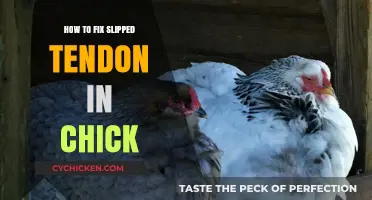 Effective Ways to Treat a Slipped Tendon in Baby Chicks