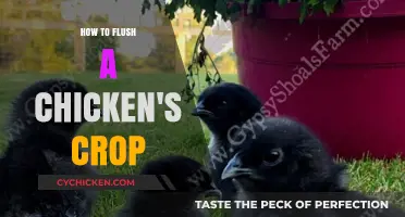 Flushing a Chicken's Crop: A Step-by-Step Guide for Poultry Care