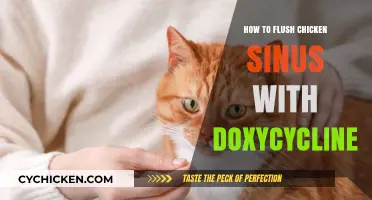 Effective Chicken Sinus Flushing: Using Doxycycline for Respiratory Health