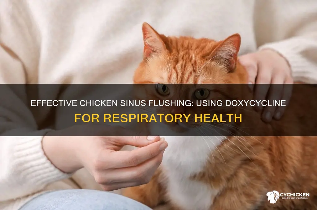 how to flush chicken sinus with doxycycline
