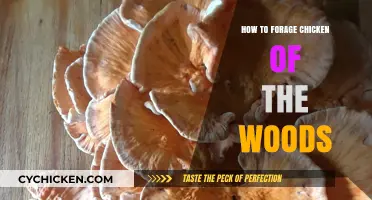 Foraging Chicken of the Woods: A Beginner's Guide to Finding and Harvesting