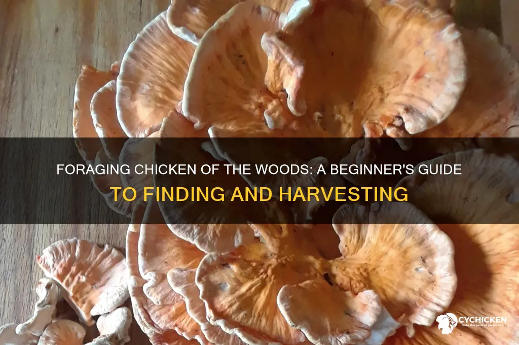how to forage chicken of the woods