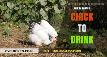 Helping Weak Chicks Hydrate: Gentle Techniques to Encourage Drinking