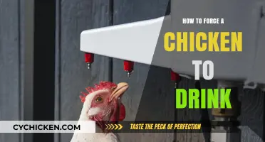 Effective Methods to Encourage Hydration in Uncooperative Chickens