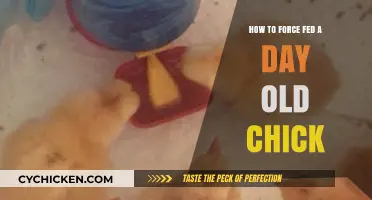 Essential Guide to Safely Force-Feeding Day-Old Chicks for Survival