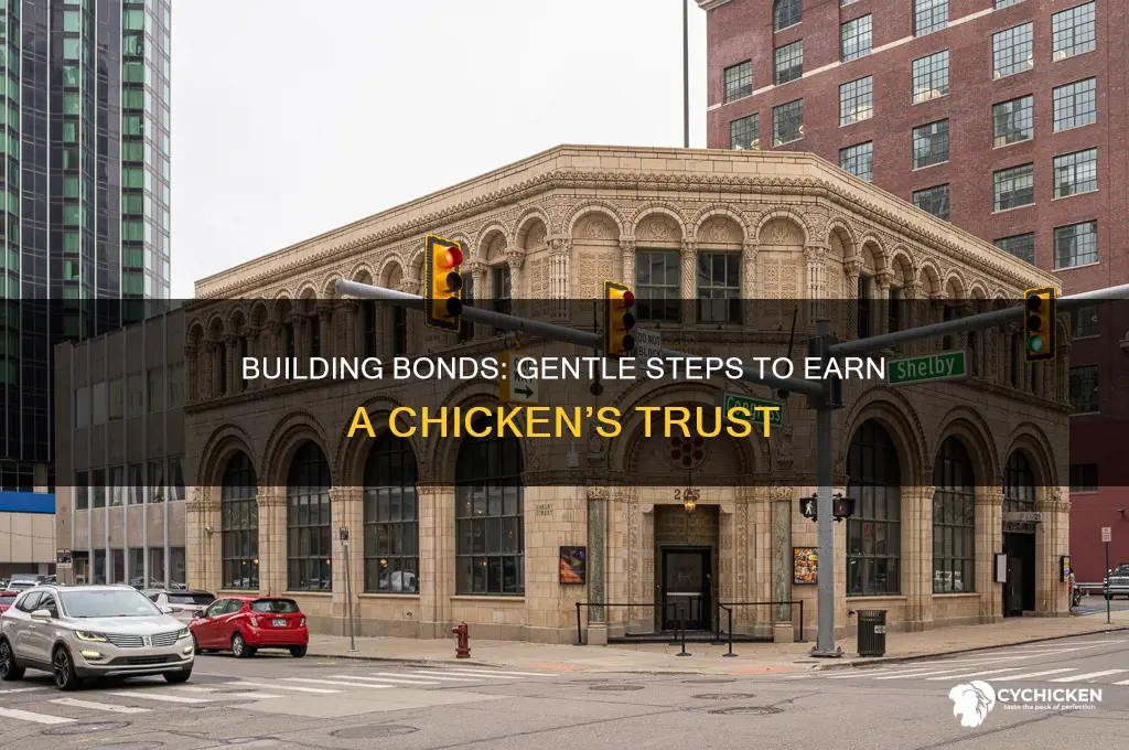 how to gain the trust of a chicken