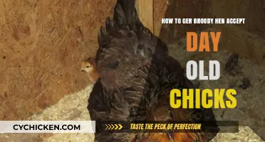 Guide to Help Broody Hens Warm to Day-Old Chicks
